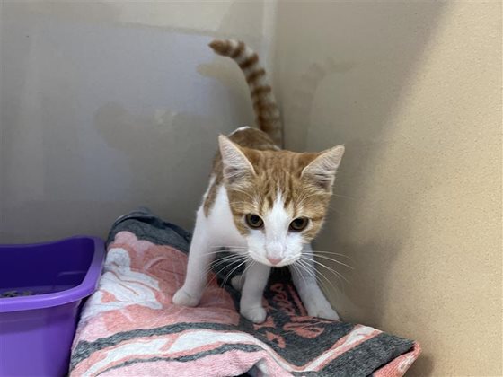 Ginger & White  Cat, impounded 14 May 2026