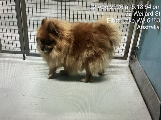 Tan  Dog, impounded 22 August 2026