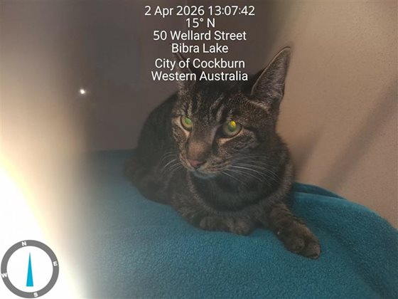 Other  Cat, impounded 02 April 2026