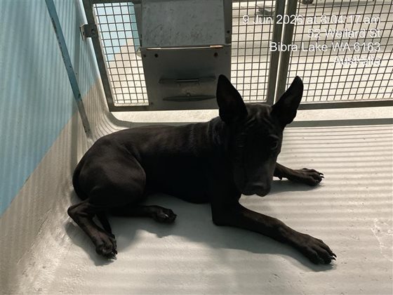 Black  Dog, impounded 09 June 2026