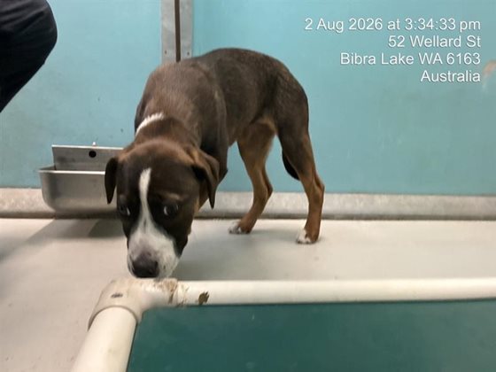 Other  Dog, impounded 02 August 2026