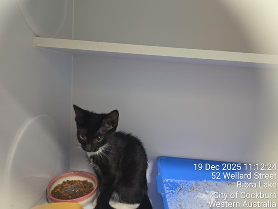 Black and White  Cat, impounded 19 December 2025