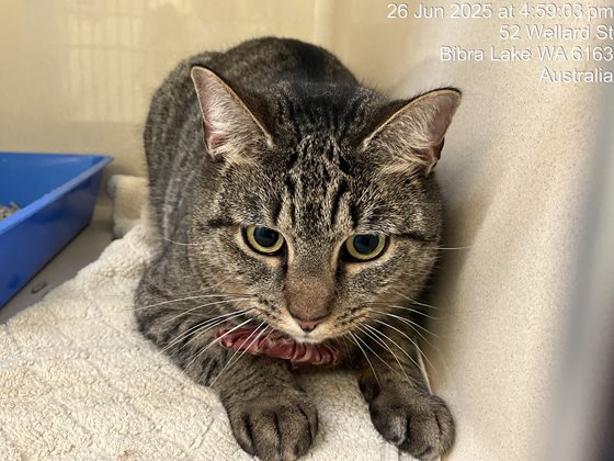 Tabby  Cat, impounded 26 June 2025