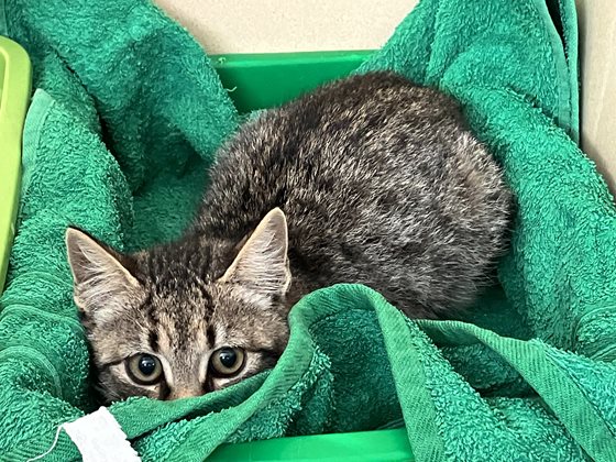 Tabby  Cat, impounded 09 May 2025