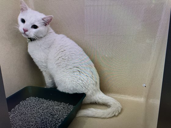 White  Cat, impounded 01 November 2025