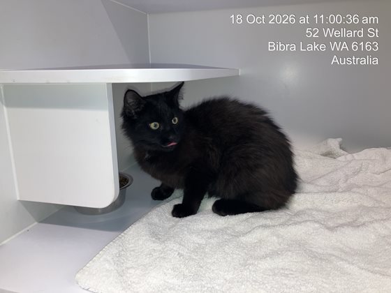 Black  Cat, impounded 18 October 2026