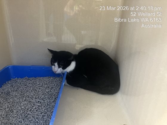 Black and White  Cat, impounded 23 March 2026