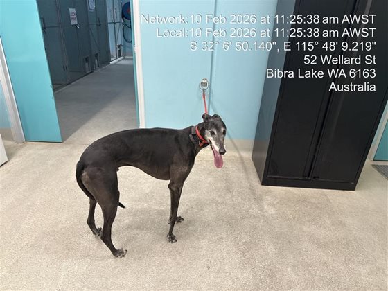 Black  Dog, impounded 10 February 2026