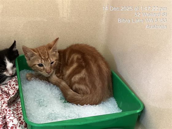 Ginger  Cat, impounded 14 December 2025