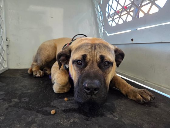 Tan  Dog, impounded 12 August 2026
