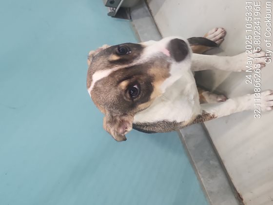 Tri-Colour  Dog, impounded 23 May 2025