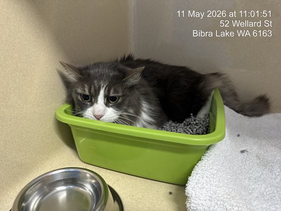 BiColour  Cat, impounded 11 May 2026