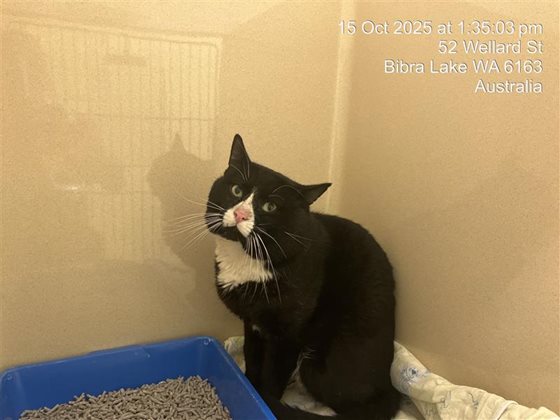 Black and White  Cat, impounded 15 October 2025