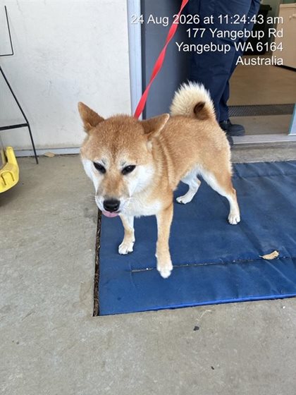 Tan and White  Dog, impounded 24 August 2026
