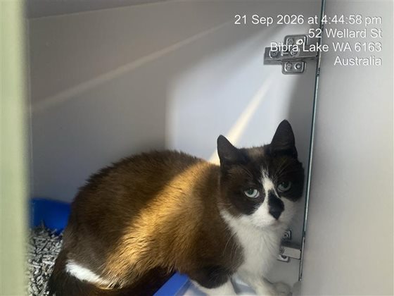 Tri-Colour  Cat, impounded 21 September 2026