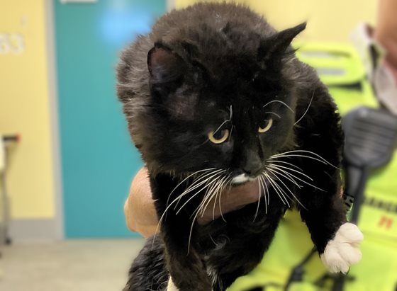 Black and White  Cat, impounded 23 September 2025