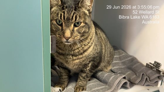 Tabby  Cat, impounded 29 June 2026