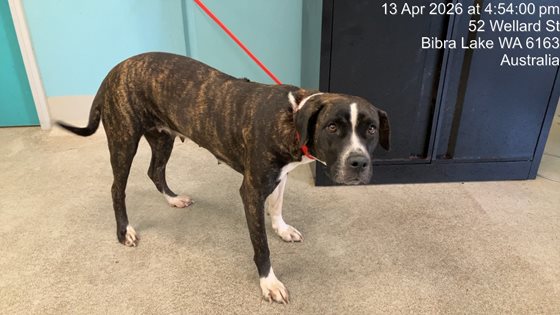 Brindle  Dog, impounded 13 April 2026
