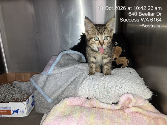 Tabby and White  Cat, impounded 18 October 2026