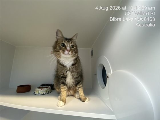 Tabby  Cat, impounded 04 August 2026
