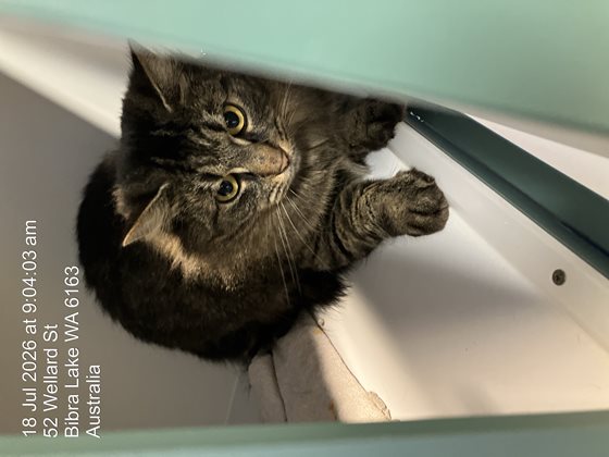 Tabby  Cat, impounded 11 July 2026