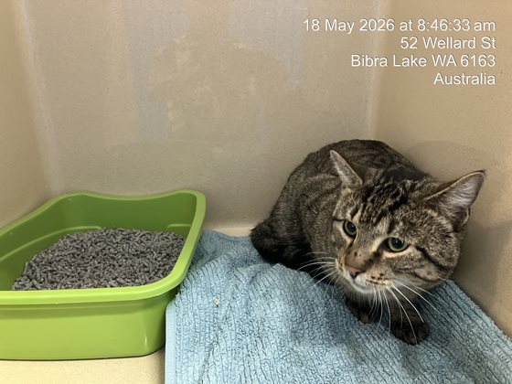 Other  Cat, impounded 18 May 2026