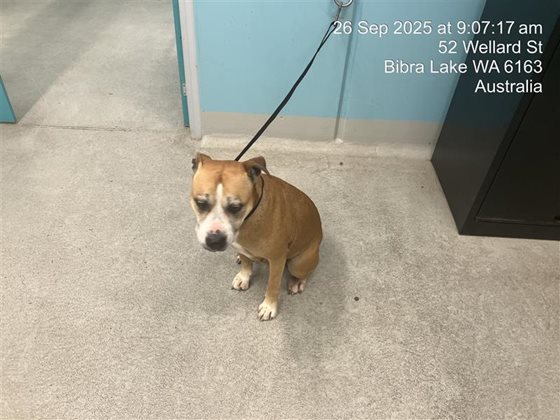 Tan and White  Dog, impounded 26 September 2025