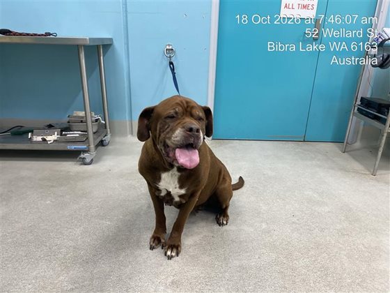 Chocolate  Dog, impounded 18 October 2026