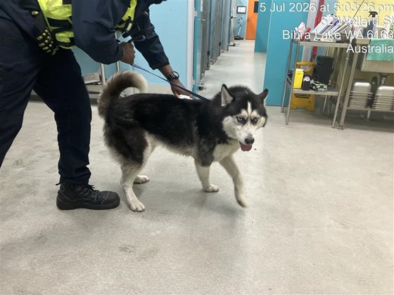 Other  Dog, impounded 05 July 2026