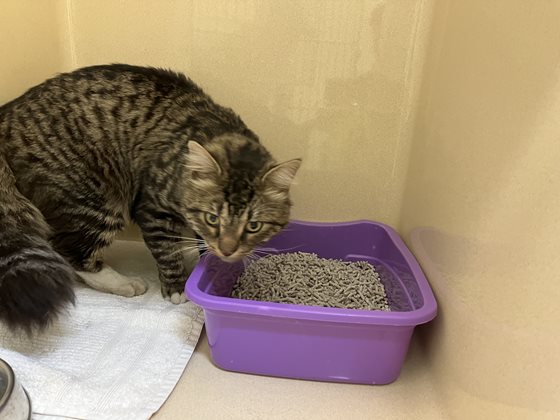 Tabby  Cat, impounded 01 October 2025
