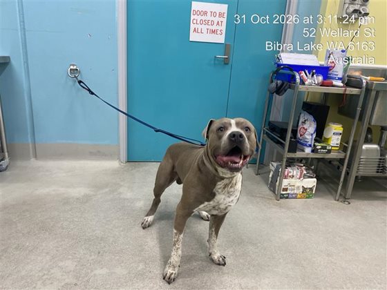 Blue  Dog, impounded 31 October 2026