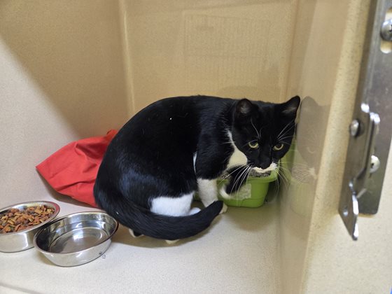 Black and White  Cat, impounded 27 May 2025