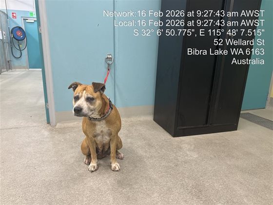 Tan and White  Dog, impounded 16 February 2026