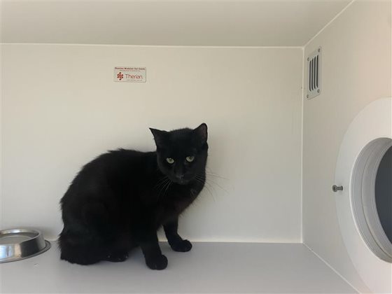 Other  Cat, impounded 12 August 2026