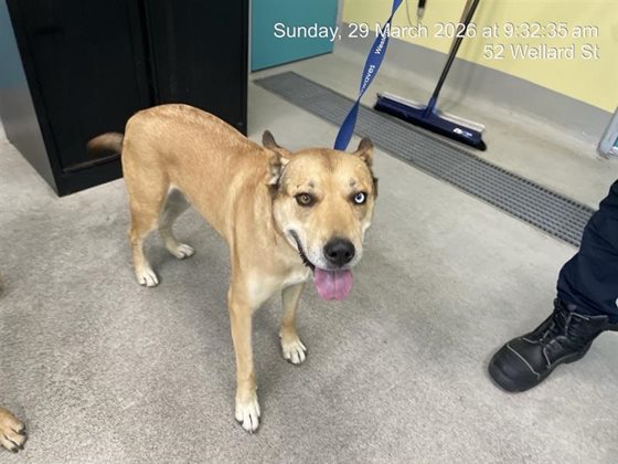 Tan  Dog, impounded 29 March 2026