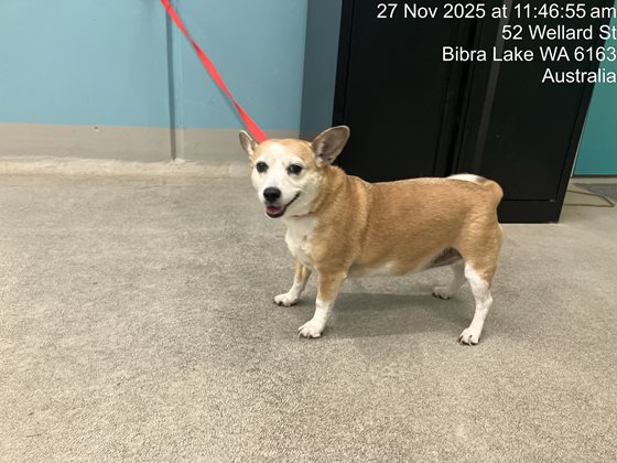 Tan and White  Dog, impounded 27 November 2025