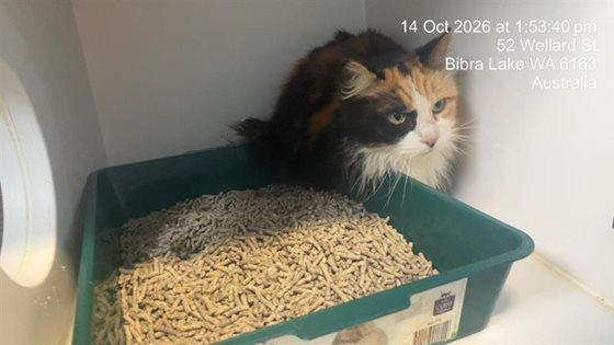 Tortoiseshell  Cat, impounded 14 October 2026