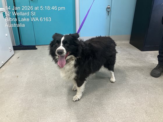 Other  Dog, impounded 14 January 2026