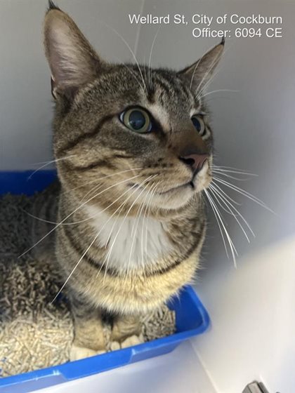 Tabby  Cat, impounded 16 September 2026