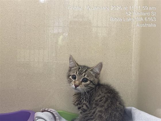 Other  Cat, impounded 16 January 2026