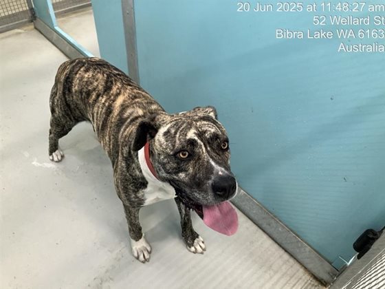 Brindle  Dog, impounded 20 June 2025