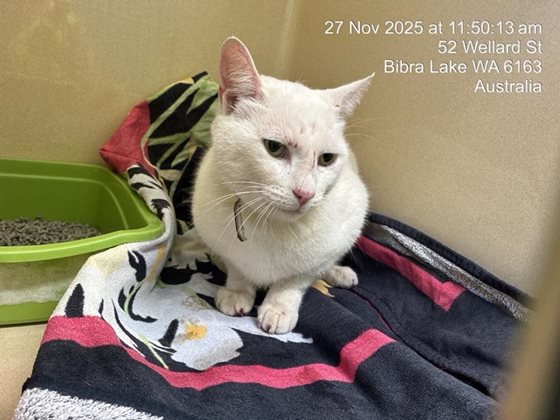 White  Cat, impounded 27 November 2025