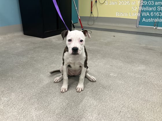 Brindle and White  Dog, impounded 03 January 2026