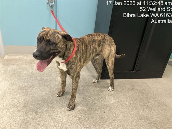 Black Brindled  Dog, impounded 17 January 2026