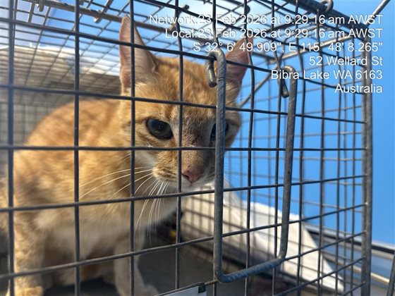 Ginger  Cat, impounded 23 February 2026