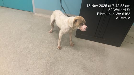 Tan and White  Dog, impounded 18 November 2025