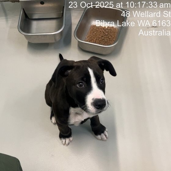 Black and White  Dog, impounded 23 October 2025