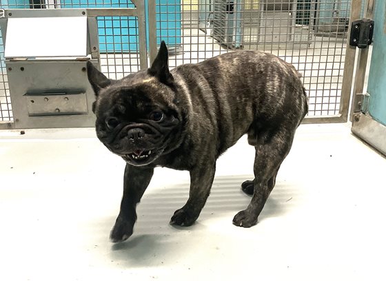 Brindle  Dog, impounded 16 September 2025