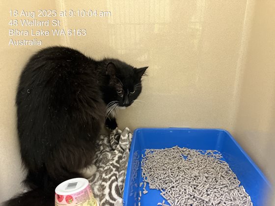Black and White  Cat, impounded 18 August 2025