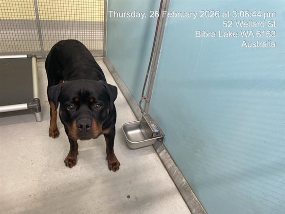 Other  Dog, impounded 26 February 2026